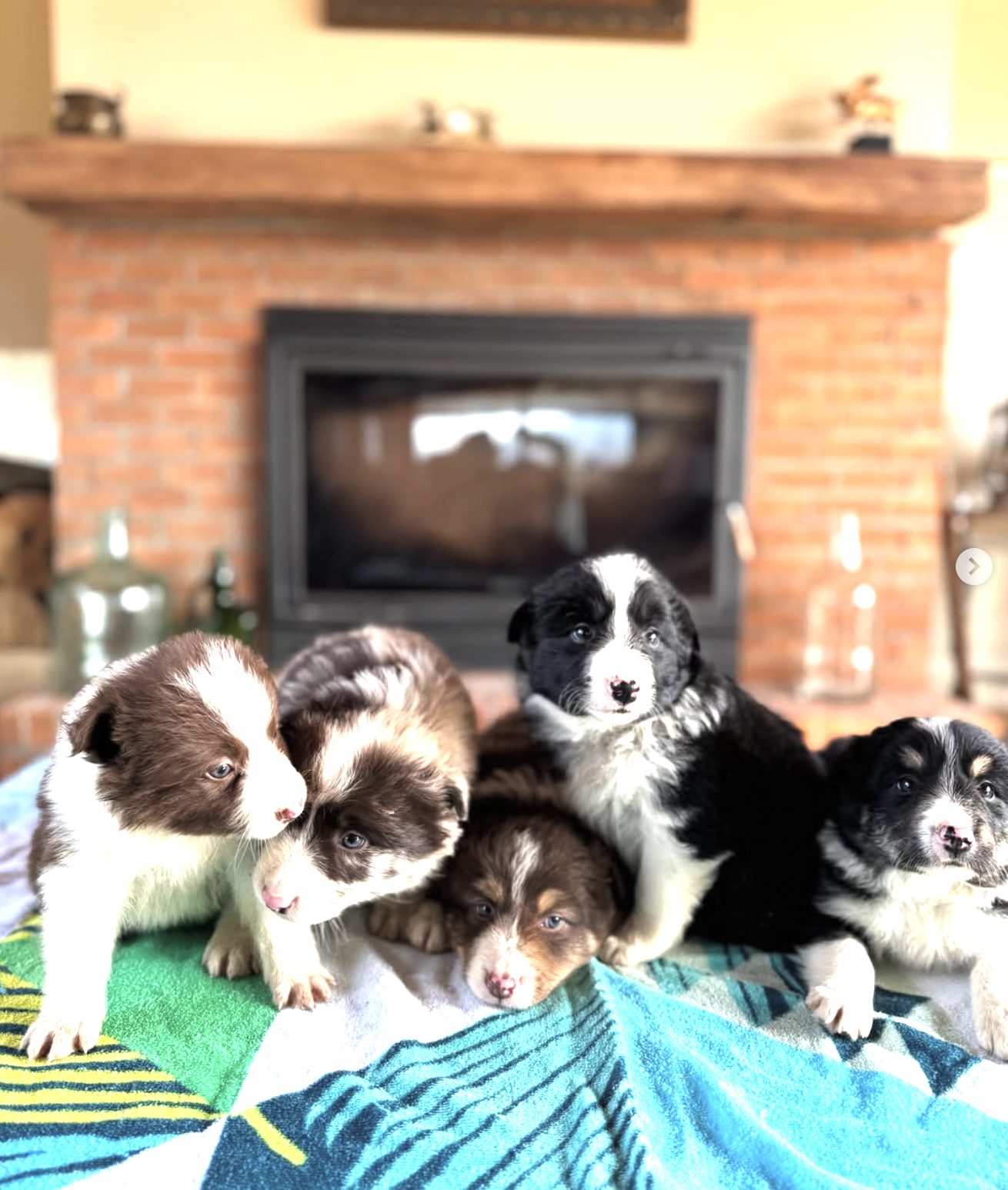 Camada de cachorros Border Collie de La Licorería
